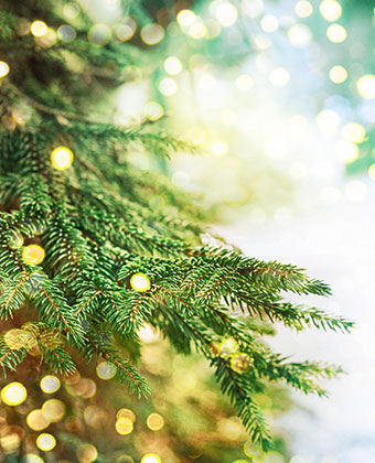 christmas tree